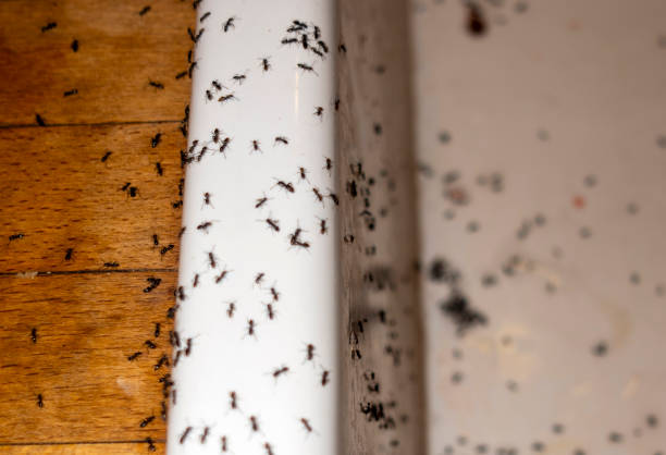 Trusted Wells, MN Pest Control Experts